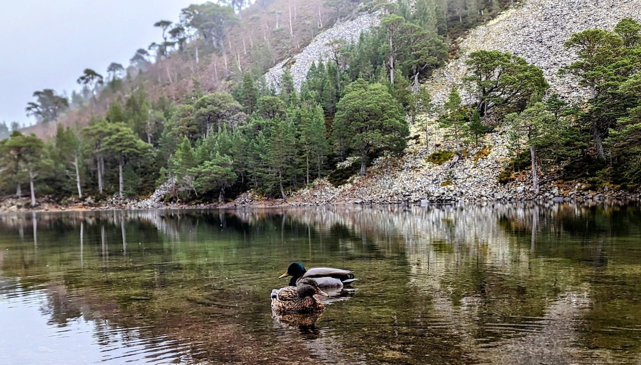 Image shows the reflections on water, with two ducks in wintertime.